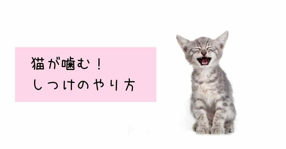 猫が噛む　しつけのやり方